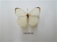 藏品(細波遷粉蝶)的圖片